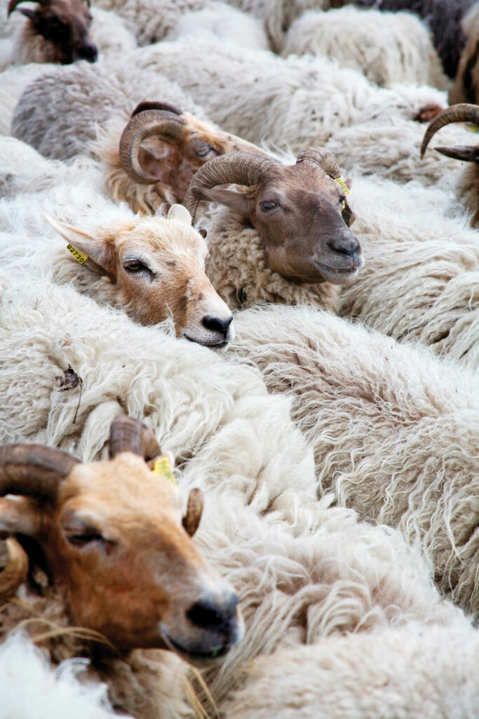 a pack of Drenthe Heath sheep