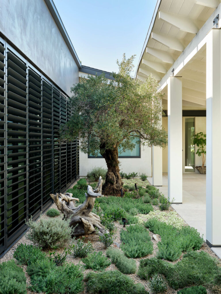 an olive tree courtyard at a California home