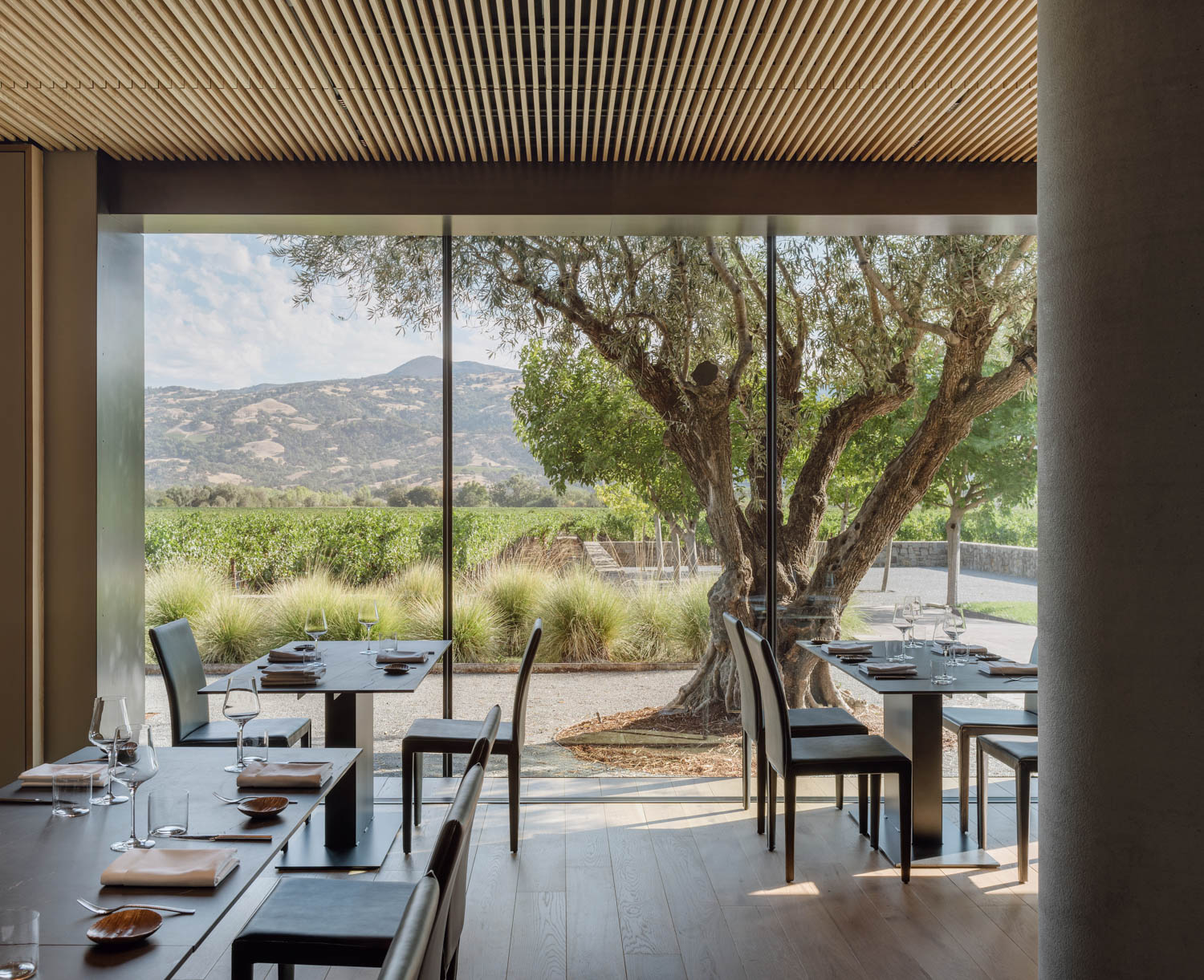 an olive tree grows outside the dining room at Cyrus