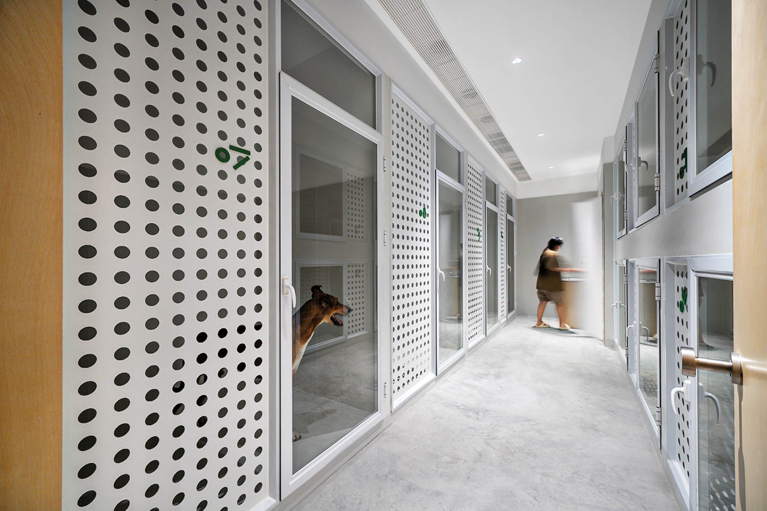 hallway of pet care facility with animal faces peeking out the window