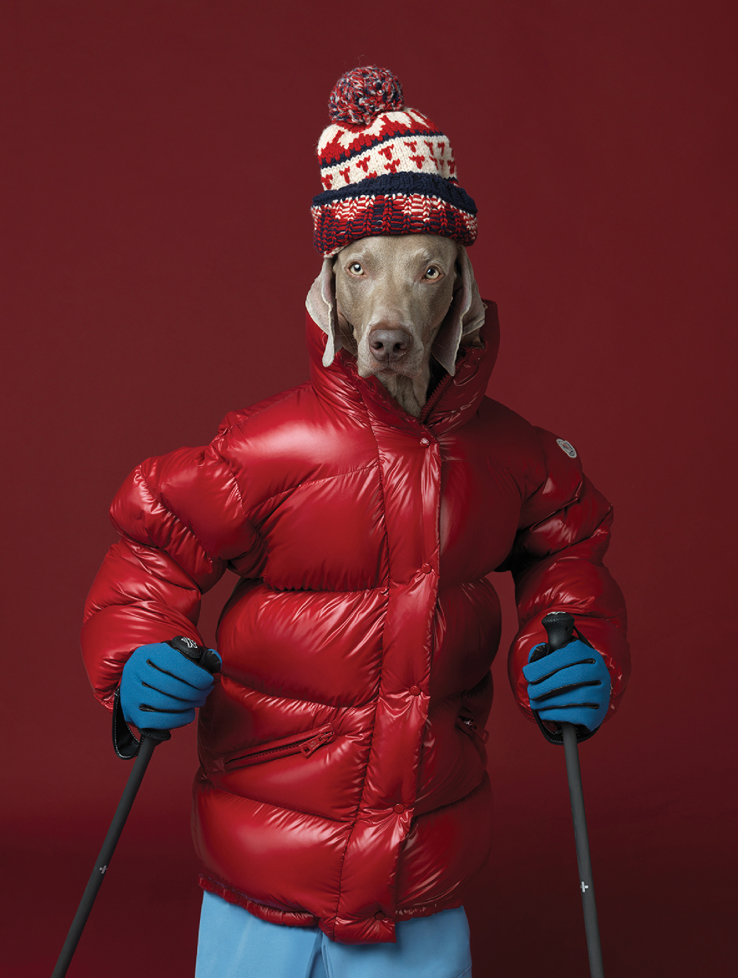 A dog wearing a red jacket and blue gloves.