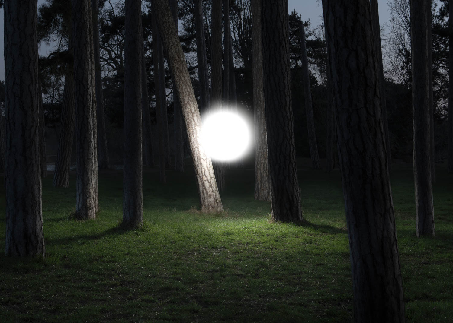 forest with bright orb