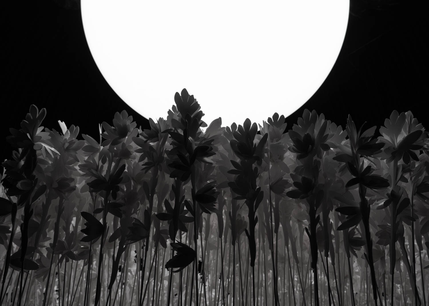 closeup of paper flowers under a bright light