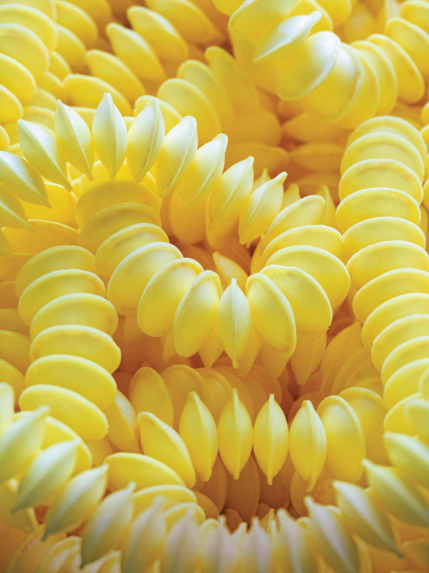 closeup of yellow candy necklace