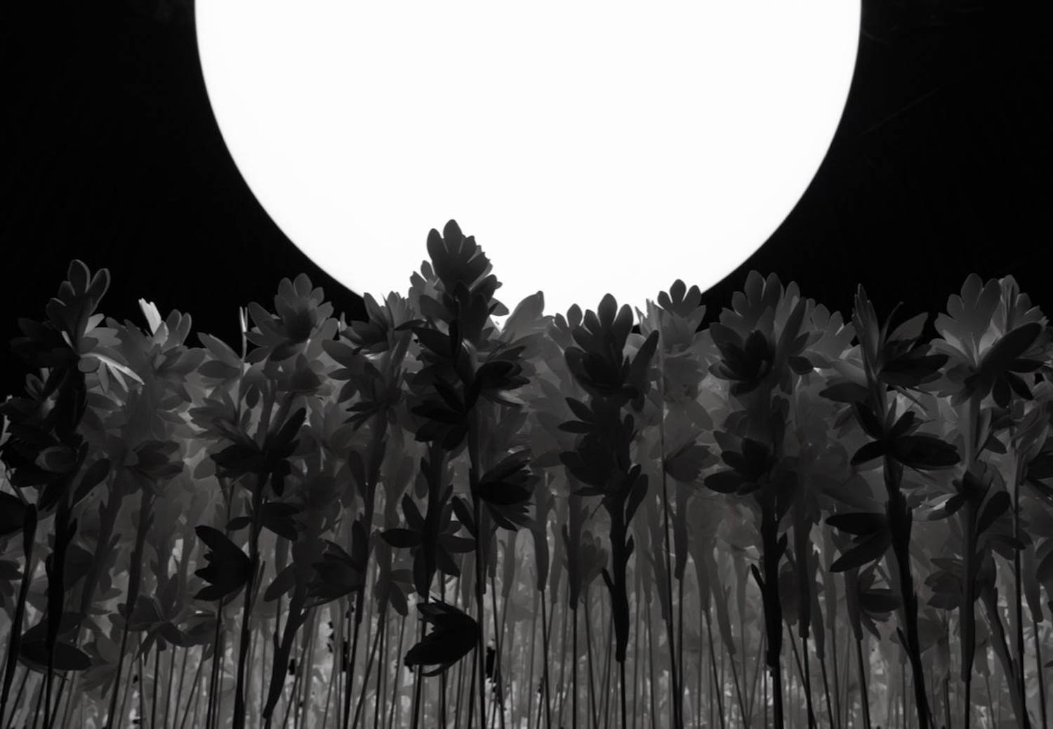 black flowers underneath a moon