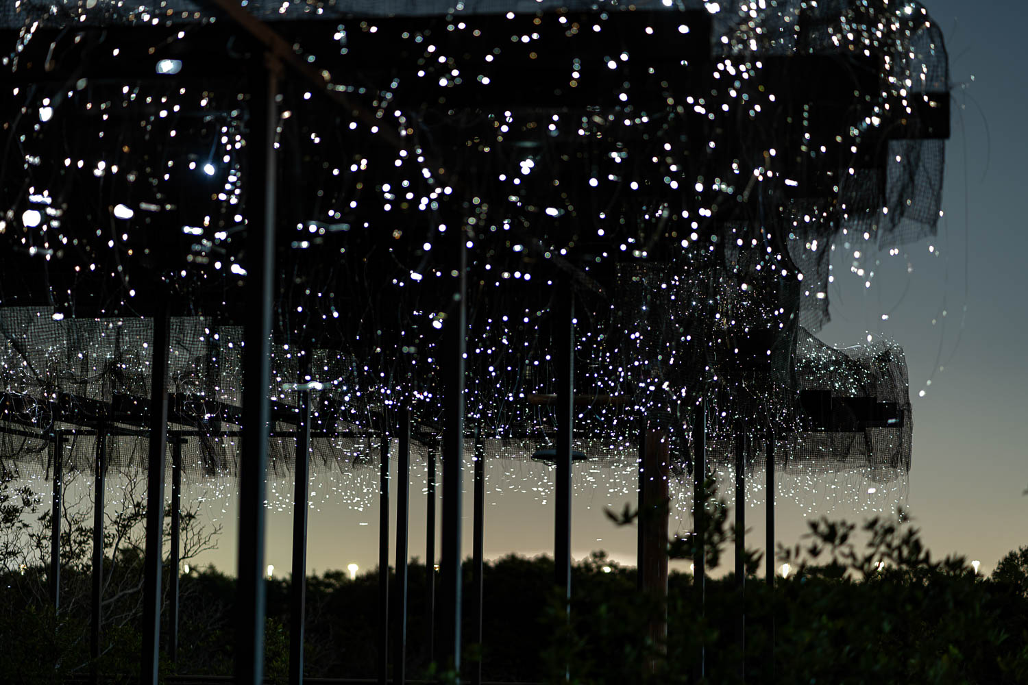 multiple dark trees in a forest