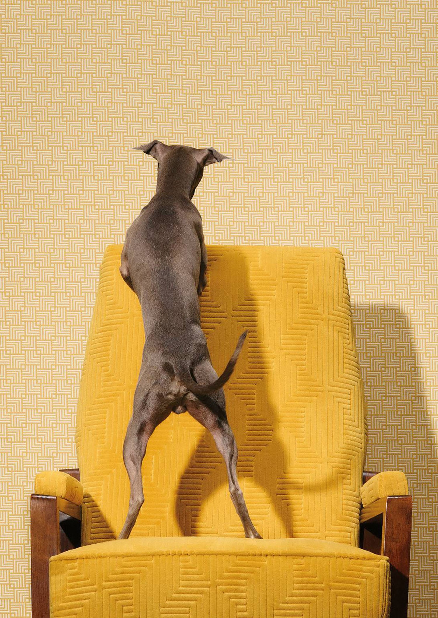 A dog jumping up on a yellow chair.