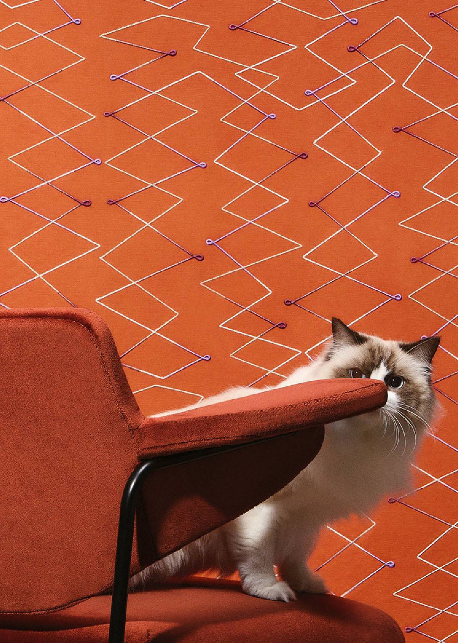 A cat sitting on a chair in a room.