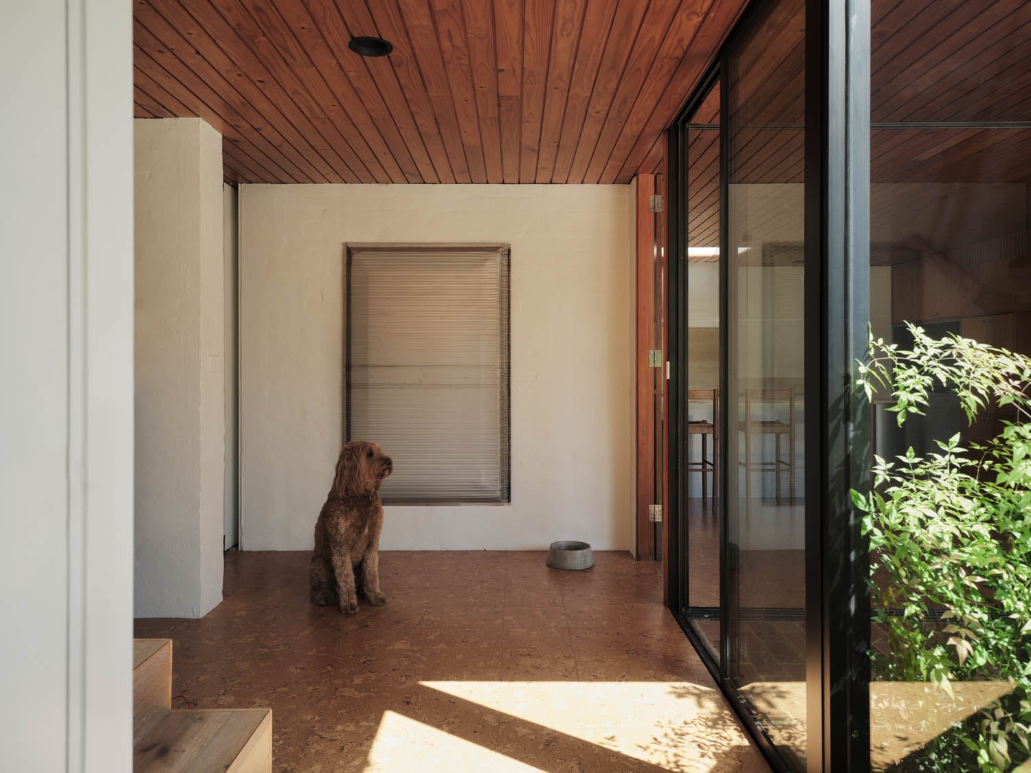 dog looking at outside