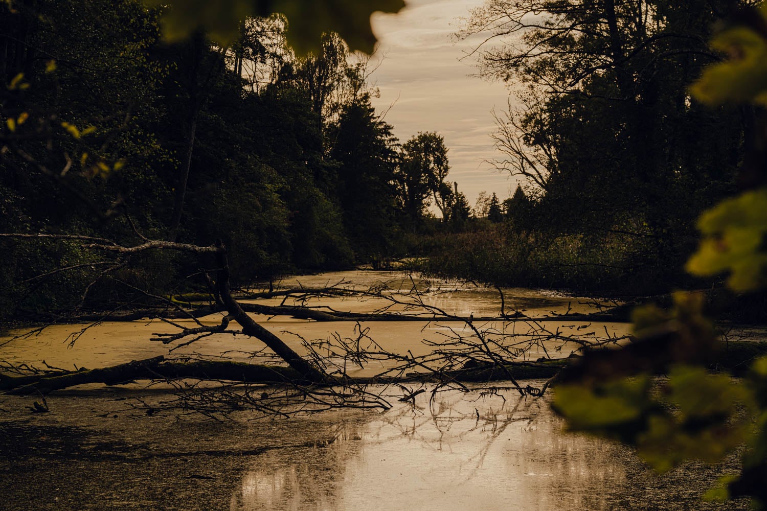 picture of gloomy forest