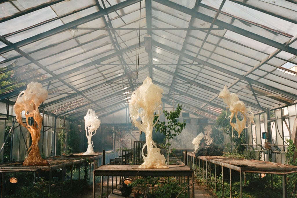 multiple ghost flowers in greenhouse