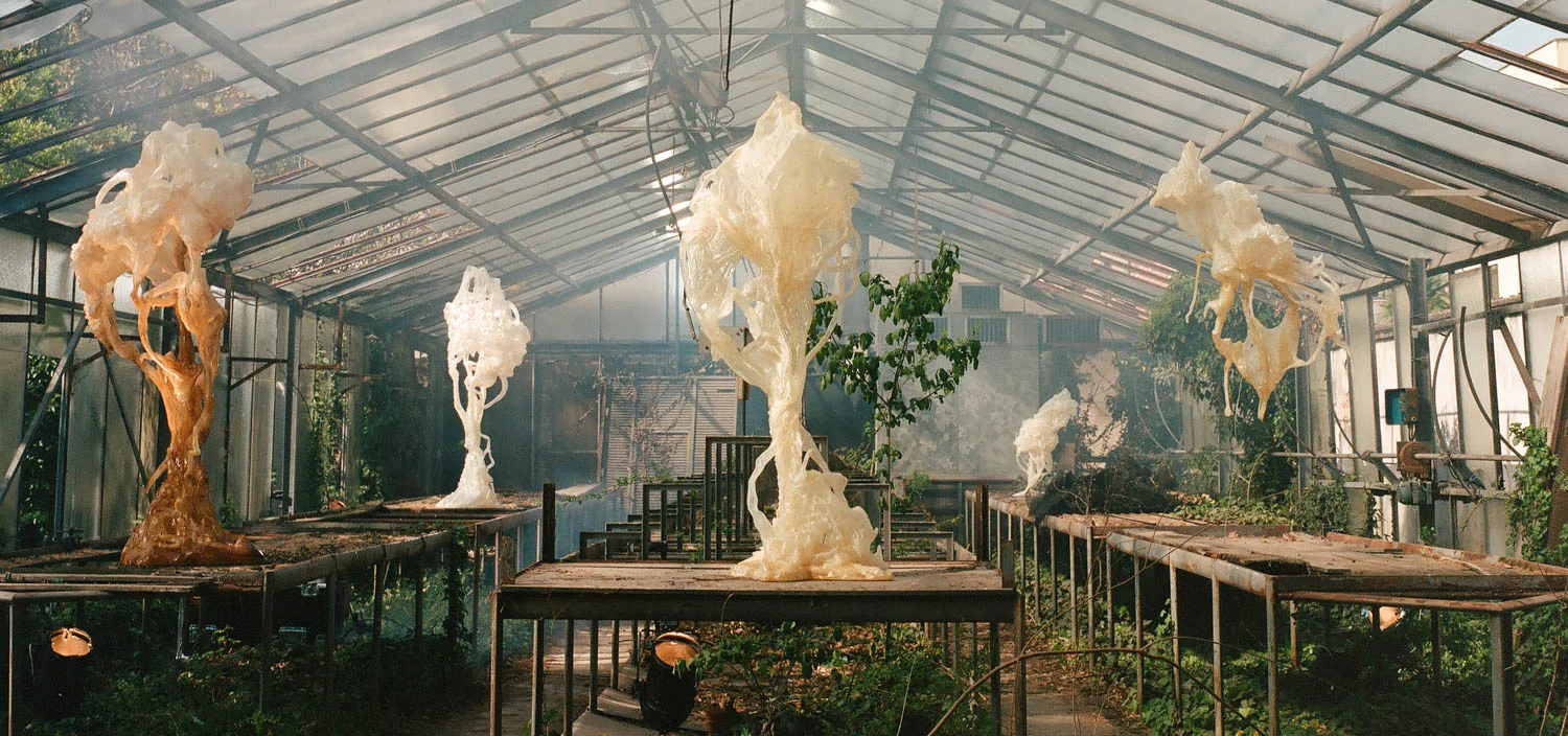 multiple ghost flowers in greenhouse