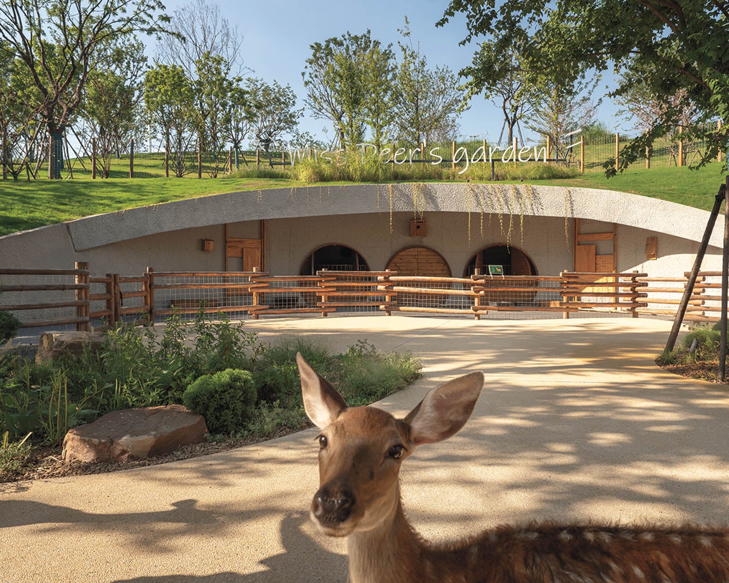 A deer stands on a sunlit path in front of a fenced, grass-roofed building surrounded by greenery