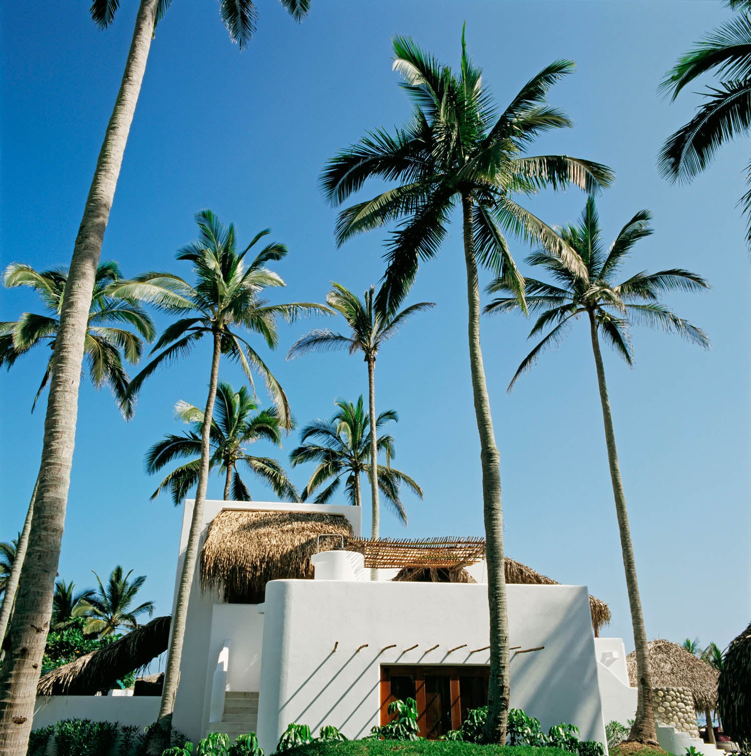 White building with thatched roof surrounded by tall palm trees against a clear blue sky.