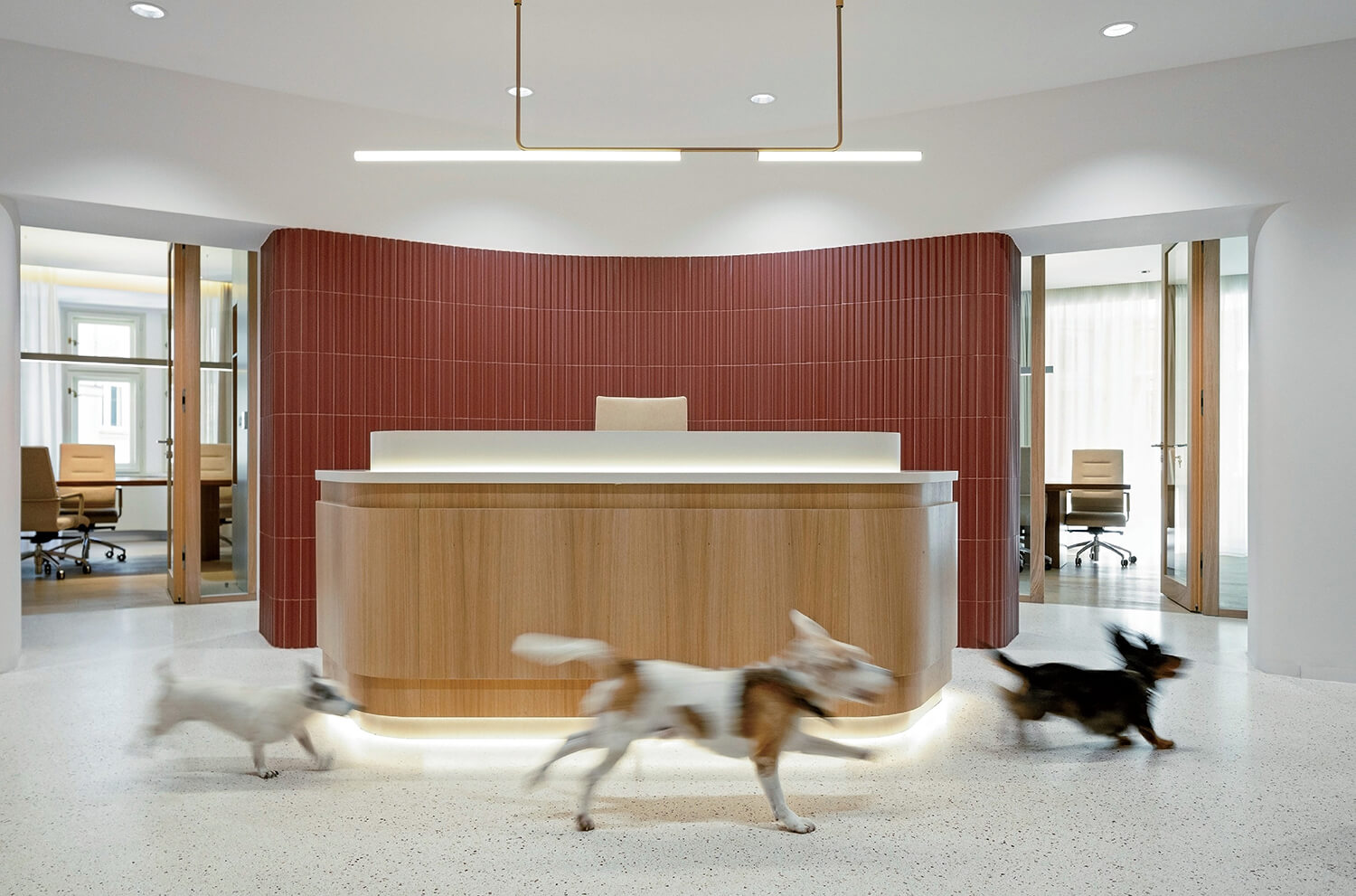 Three dogs run past a modern reception desk with curved wood and red paneling; office rooms with glass doors are visible in the background.