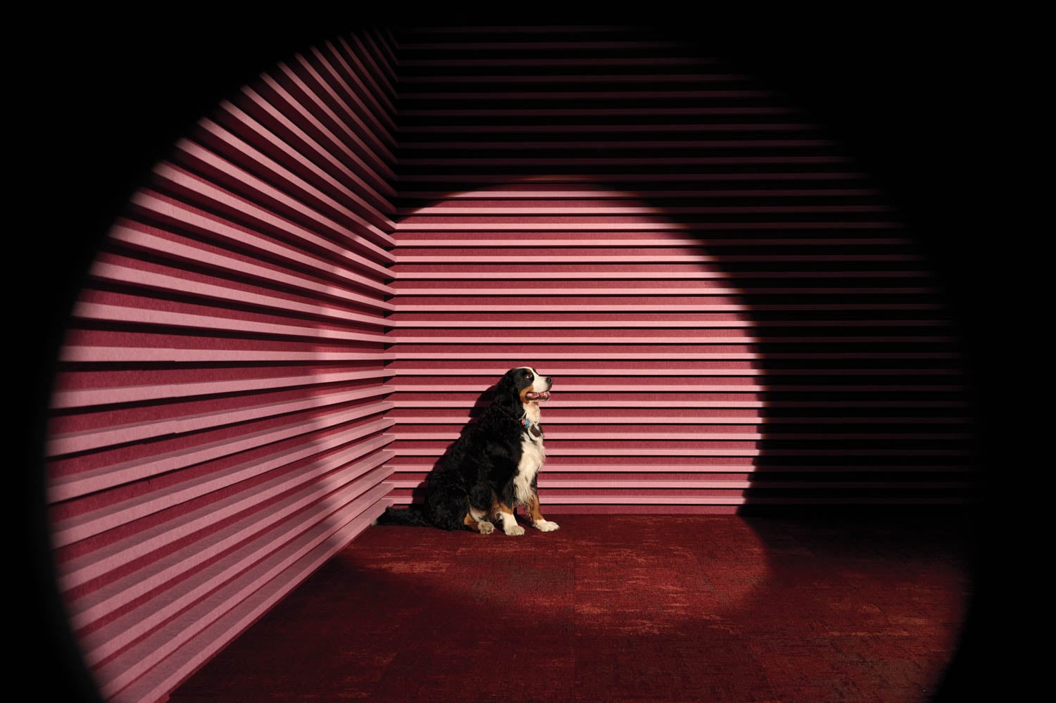 A dog sits alone in a spotlight against textured pink walls in a dark room.