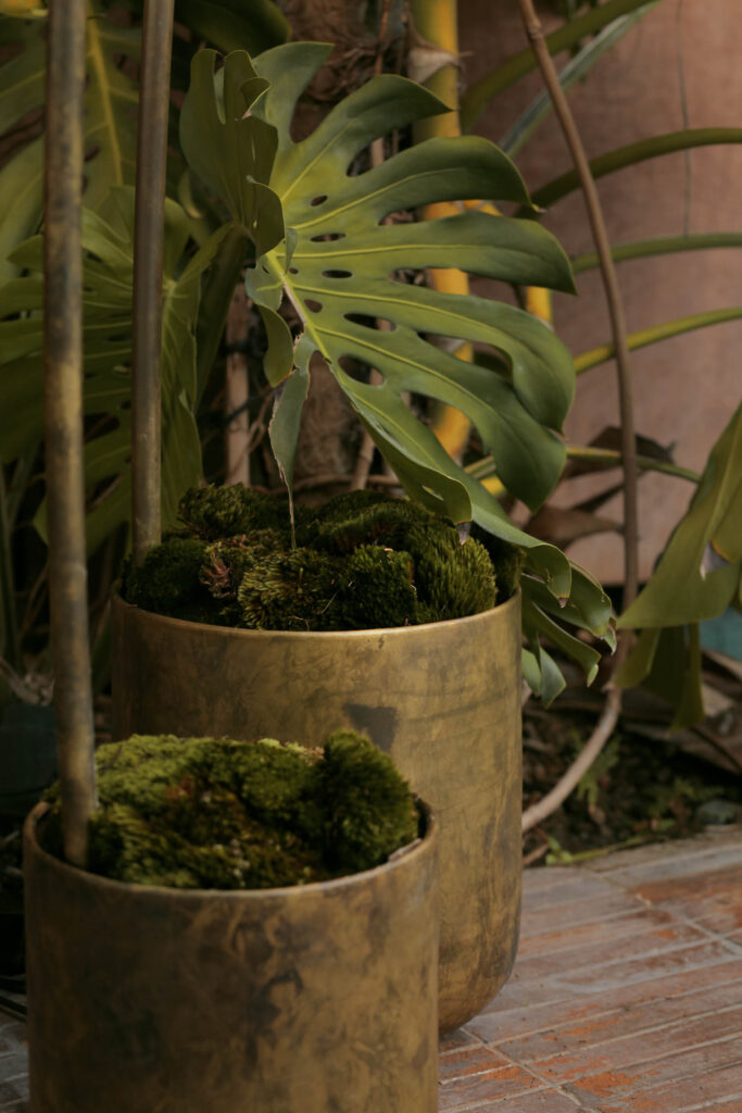 Two brass-colored pots with green moss at their bases are placed on a brick surface, with large monstera plant leaves in the background.