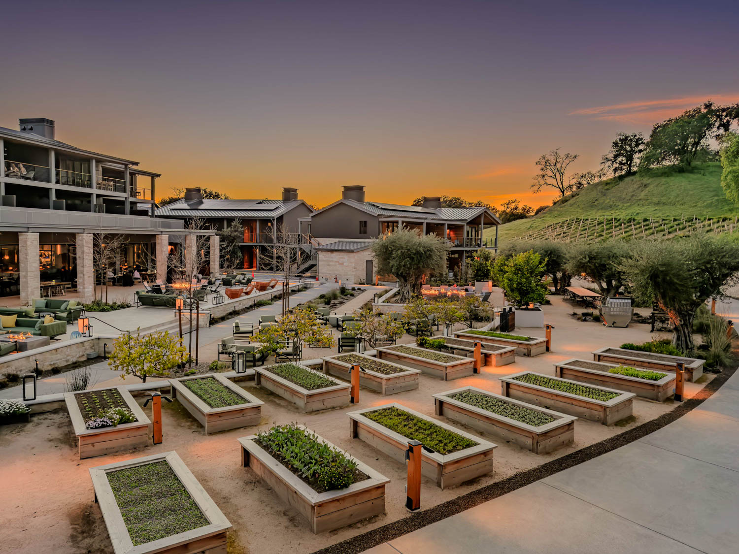 Raised garden beds with young plants arranged in neat rows, surrounded by modern buildings and outdoor seating at sunset.