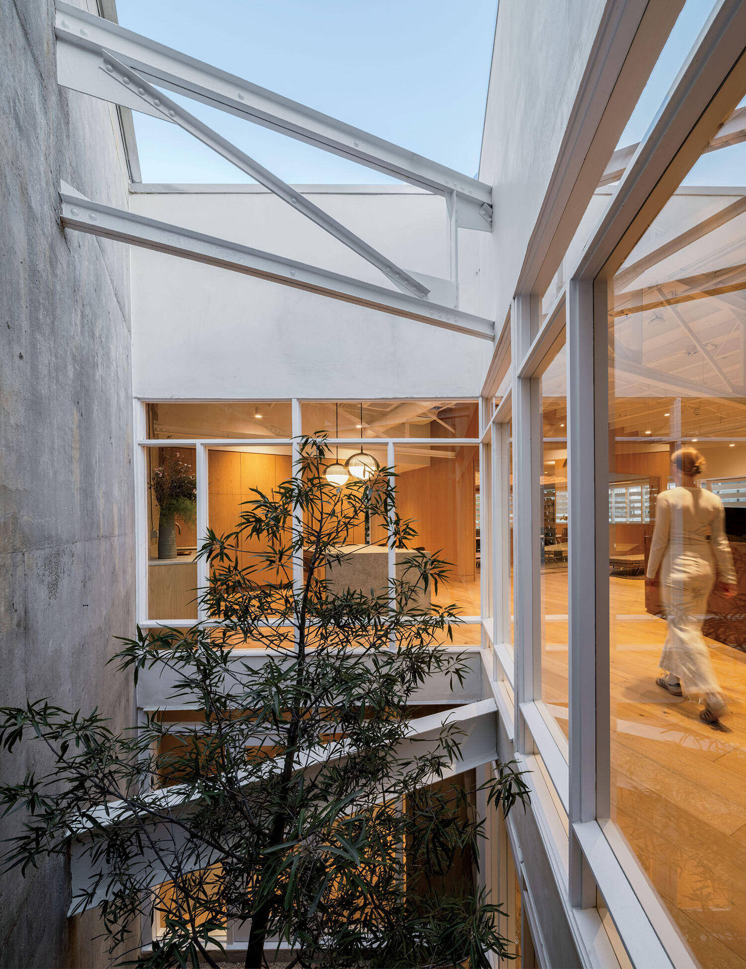 A tree grows in an open courtyard next to large windows, with indoor lights illuminating a modern interior and a person walking inside.