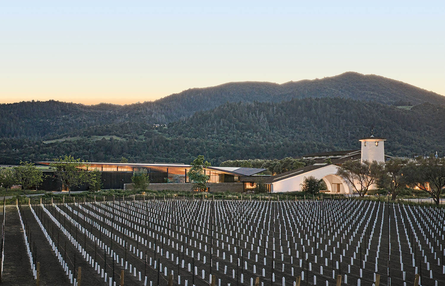 A modern vineyard winery building situated in front of a hillside at twilight, with rows of young grapevines in the foreground.